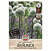 Sperli Blumenzwiebeln Mont Blanc (Allium stipitatum, Weiß, 1 Stk.) | BAUHAUS