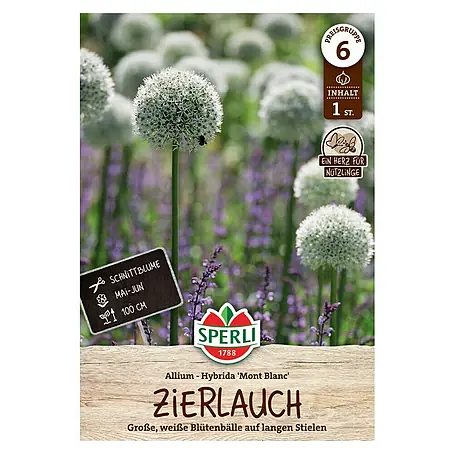 Sperli  Blumenzwiebeln Zierlauch Mont Blanc