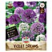 Sperli Bloembollen Violet Dreams 