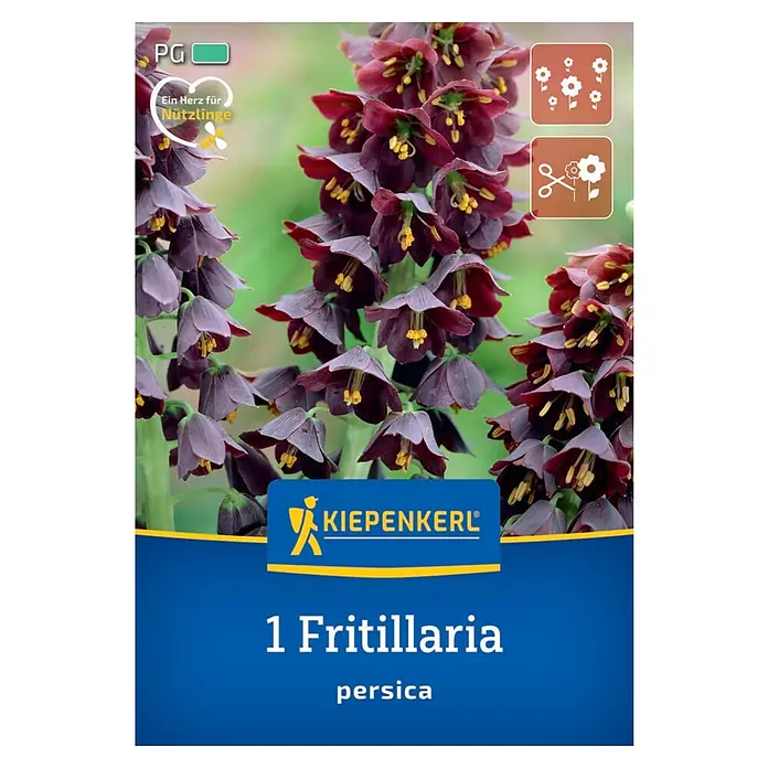 Kiepenkerl Blumenzwiebeln Persische Kaiserkrone - Fritillaria persica, 1 Stk. - Die Fritillaria persica-Pflanze mit ihren glockenförmigen, dunklen Blüten und gelben Akzenten ist eine elegante Ergänzung für jeden Garten.