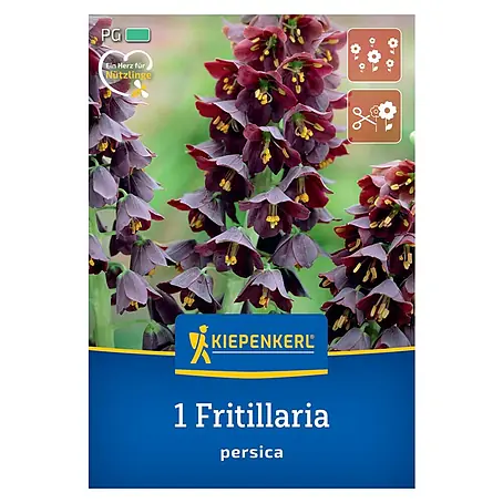 Kiepenkerl  Blumenzwiebeln Persische Kaiserkrone