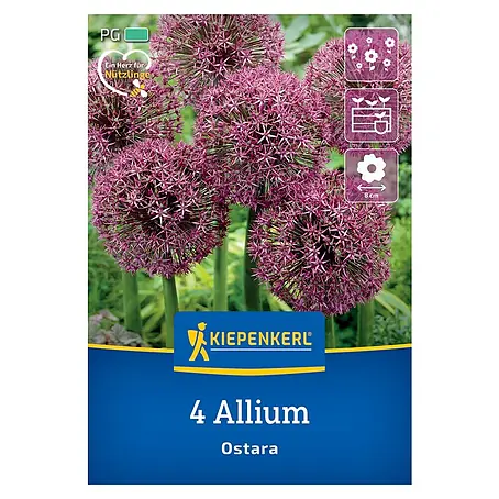 Kiepenkerl  Blumenzwiebeln Zierlauch