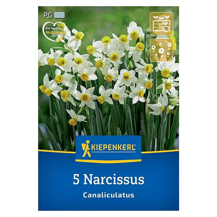 Kiepenkerl Blumenzwiebeln Mini-Tazetten Narzisse - Narcissus canaliculatus, 5 Stk. - Narzissen Canaliculatus: Eine Packung mit 5 Blumenzwiebeln, ideal für Gartenliebhaber, die zarte, duftende Blüten schätzen.