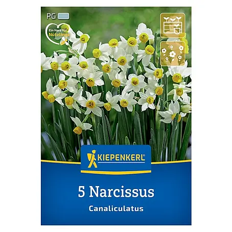 Kiepenkerl  Blumenzwiebeln Mini-Tazetten Narzisse