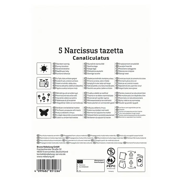 Kiepenkerl Blumenzwiebeln Mini-Tazetten Narzisse - Narcissus canaliculatus, 5 Stk. - Packung mit 5 Narzissen tazetta Canaliculatus Blumenzwiebeln für einen sonnigen Standort, geeignet für Töpfe und Kästen.