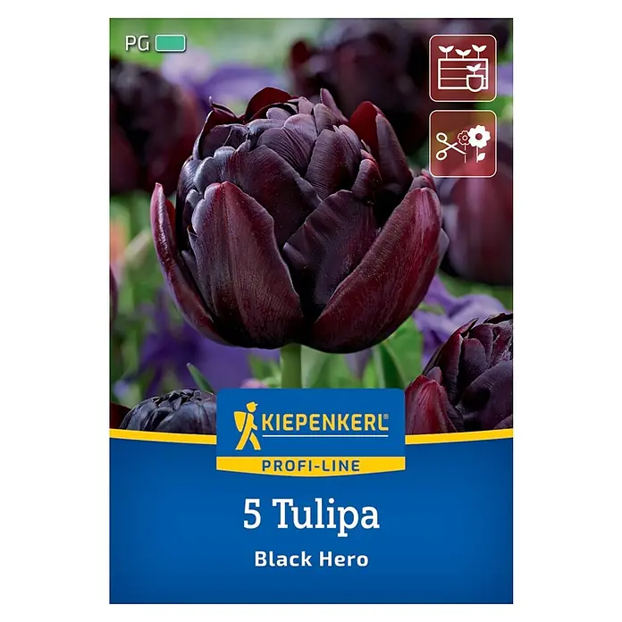 Kiepenkerl Profi-Line Blumenzwiebeln Tulpe - Tulipa x Hybrida 'Black Hero', 5 Stk. - Produktbild einer „Black Hero“-Tulpenpackung von Kiepenkerl, die dunkelrote Tulpenblüten zeigt und zum Kauf anregt.