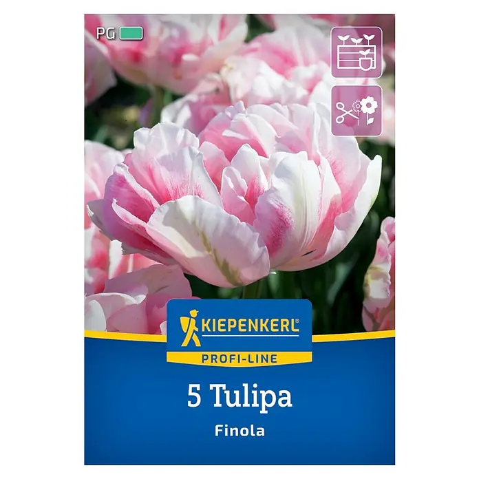 Kiepenkerl Profi-Line Blumenzwiebeln Tulpe - Tulipa x Hybrida 'Finola', 5 Stk. - Nahaufnahme einer Packung '5 Tulipa Finola', die wunderschöne, gefüllte Tulpenblüten in Weiß und Rosa zeigt. Ideal für Beetbepflanzung und als Schnittblume.