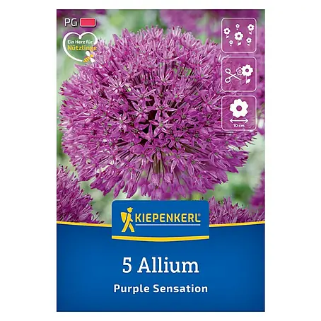Kiepenkerl  Blumenzwiebeln Zierlauch