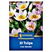 Kiepenkerl Cvjetne lukovice Lilac Wonder 