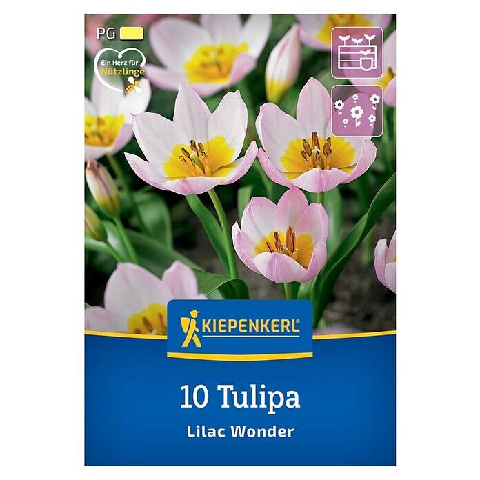 Kiepenkerl Cvjetne lukovice Lilac Wonder  (Pekara Tulip 'Lilac Wonder', 12 Kom.) | BAUHAUS