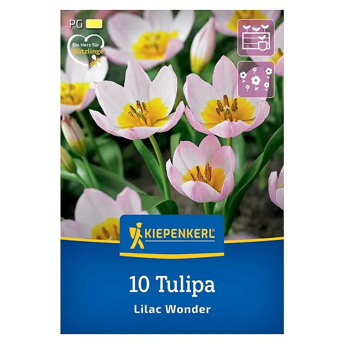 Kiepenkerl Blumenzwiebeln Wildtulpe - Tulipa bakeri 'Lilac Wonder', 12 Stk. - Bild einer '10 Tulipa Lilac Wonder' Packung mit einer Nahaufnahme der zarten, lilafarbenen und gelben Tulpenblüten.