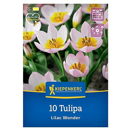 Kiepenkerl  Blumenzwiebeln Wildtulpe