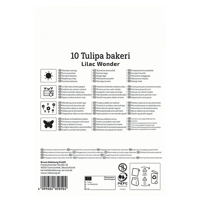 Kiepenkerl Blumenzwiebeln Wildtulpe - Tulipa bakeri 'Lilac Wonder', 12 Stk. - Produktabbildung: 10 Tulipa bakeri Lilac Wonder, ideal für sonnige Standorte und zur Bepflanzung von Töpfen und Kästen.