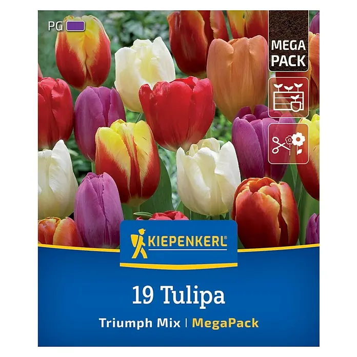Kiepenkerl Blumenzwiebeln Tulpenmischung - Tulipa x Hybrida Triumph-Tulpen Mischung, 19 Stk. - Blumenzwiebeln Kiepenkerl 19 Tulipa Triumph Mix MegaPack mit mehrfarbigen Tulpenblüten, eine Augenweide im Garten.