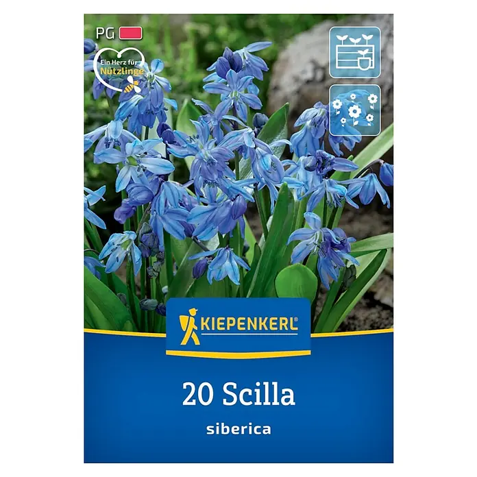 Kiepenkerl Blumenzwiebeln Siberisches Blausternchen - Scilla siberica, 20 Stk. - Produktabbildung von Kiepenkerl 20 Scilla siberica, ideal für den Garten. Blaue Blüten erfreuen das Auge.