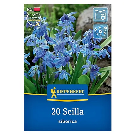 Kiepenkerl  Blumenzwiebeln Siberisches Blausternchen