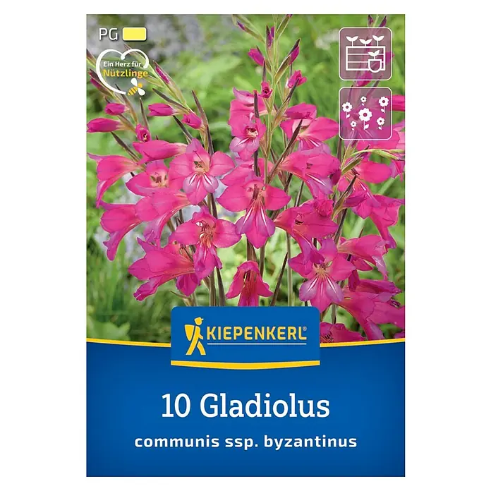 Kiepenkerl Blumenzwiebeln Wild-Gladiole - Gladiolus communis ssp. byzantinus, 10 Stk. - Packung mit 10 Gladilolen communis ssp. Byzantinus Zwiebeln. Die Pflanzen haben leuchtend rosa Blüten.