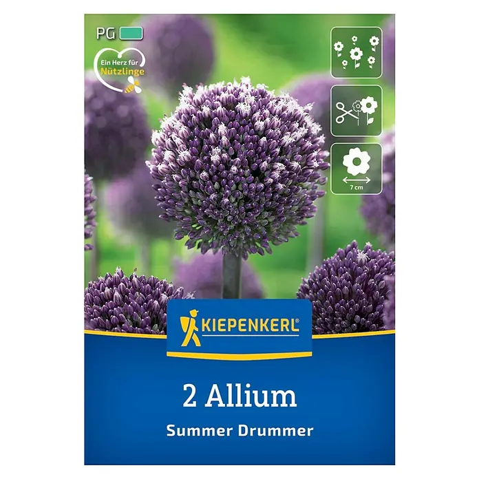 Kiepenkerl Blumenzwiebeln Zierlauch - Allium x Hybrida 'Summer Drummer', 2 Stk. - Bild einer Samenpackung mit 2 Allium 'Summer Drummer' Blumenzwiebeln, die große, kugelförmige, violette Blütenstände versprechen.