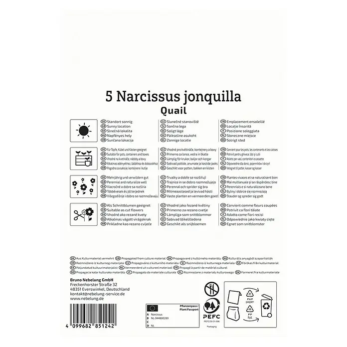 Kiepenkerl Blumenzwiebeln Narzisse - Narcissus jonquilla Quail, 5 Stk. - Produktabbildung: 5 Narzissen jonquilla Quail, ideal für sonnige Standorte, Töpfe und als Schnittblumen. Mehrjährig und einfach zu vermehren.