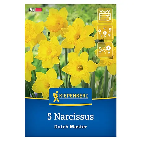 Kiepenkerl  Blumenzwiebeln Narzisse