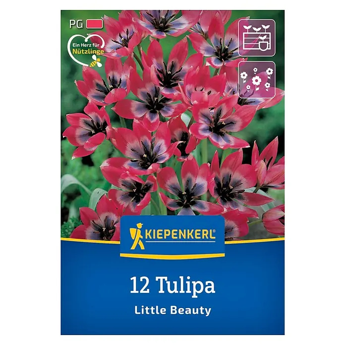 Kiepenkerl Blumenzwiebeln Wildtulpe - Tulipa humilis 'Little Beauty', 12 Stk. - Blumenzwiebelpackung mit 12 "Little Beauty" Tulpen von Kiepenkerl. Die Blüten sind rot-rosa mit einer blauen Basis und gelben Staubgefässen.