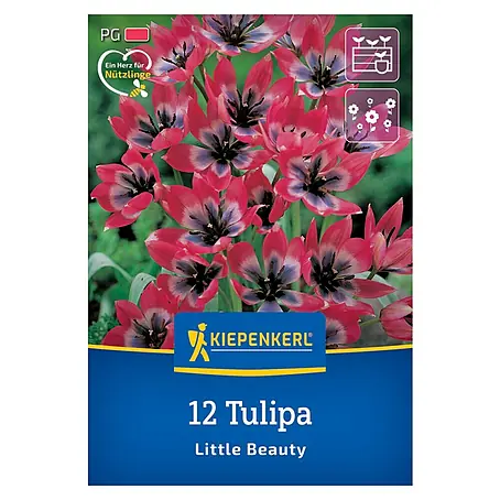 Kiepenkerl  Blumenzwiebeln Wildtulpe