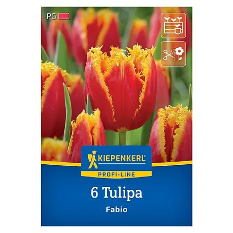 Kiepenkerl Profi-Line Blumenzwiebeln Tulpe