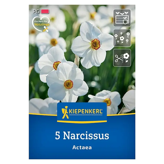 Kiepenkerl Blumenzwiebeln Dichternarzisse - Narcissus poeticus Actaea, 5 Stk. - Ein Päckchen Narzissen Actaea Blumenzwiebeln der Marke Kiepenkerl. Die Blüten sind weiß mit einem gelb-orangen Zentrum.