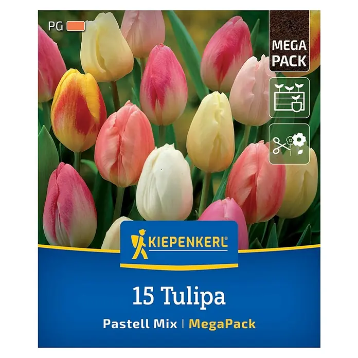 Kiepenkerl Blumenzwiebeln Tulpenmischung - Tulipa x Hybrida Pastell Farbenspiel, 15 Stk. - Tulpenmischung "Pastell Mix MegaPack" von Kiepenkerl mit 15 Tulpen in verschiedenen Pastellfarben.