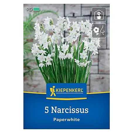 Kiepenkerl  Blumenzwiebeln Narzisse