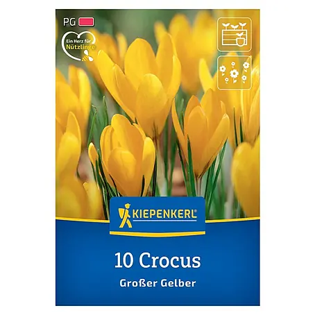 Kiepenkerl  Blumenzwiebeln Krokus