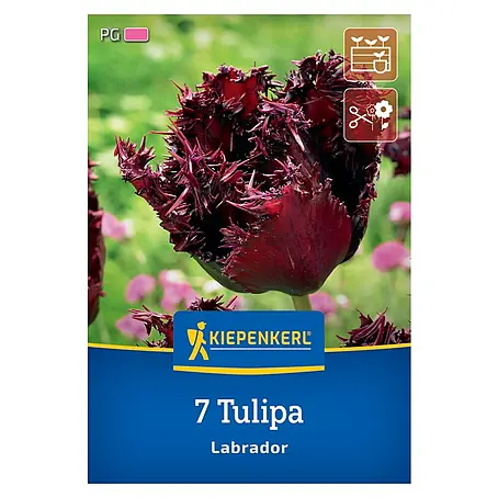 Kiepenkerl  Blumenzwiebeln Tulpe