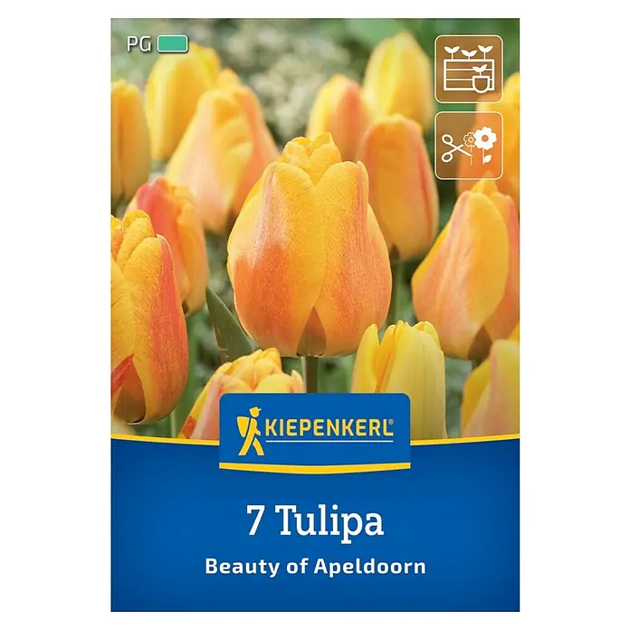 Kiepenkerl Blumenzwiebeln Tulpe - Tulipa x Hybrida 'Beauty of Apeldoorn', 7 Stk. - Tulpenpackung "Beauty of Apeldoorn" mit orangefarbenen Blüten, ideal für Beetbepflanzung und als Schnittblume.