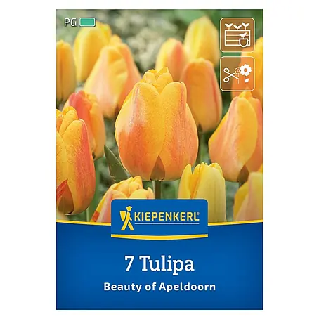Kiepenkerl  Blumenzwiebeln Tulpe