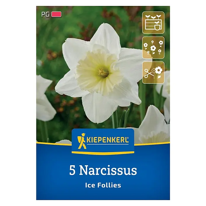 Kiepenkerl Blumenzwiebeln Narzisse - Narcissus pseudonarcissus Ice Follies, 5 Stk. - Bild einer Packung mit 5 Narzissenzwiebeln der Sorte 'Ice Follies' von Kiepenkerl, mit einer Nahaufnahme der Blüte.