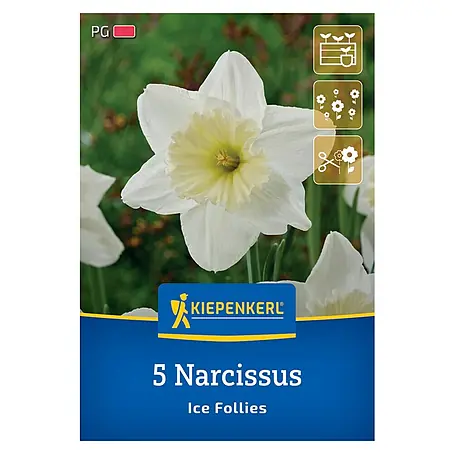 Kiepenkerl  Blumenzwiebeln Narzisse