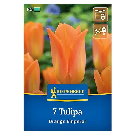 Kiepenkerl  Blumenzwiebeln Tulpe