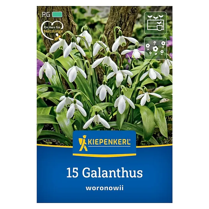 Kiepenkerl Blumenzwiebeln Schneeglöckchen - Galanthus woronowii, 15 Stk. - Pflanzenbild von 15 Galanthus woronowii. Galanthus woronowii ist eine Zwiebelpflanze, die im Frühling weiße, glockenförmige Blüten hervorbringt.