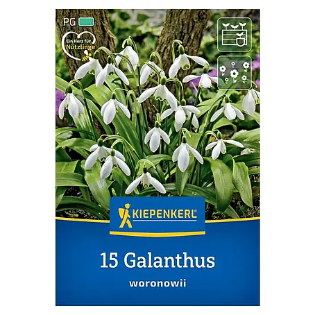 Kiepenkerl  Blumenzwiebeln Schneeglöckchen