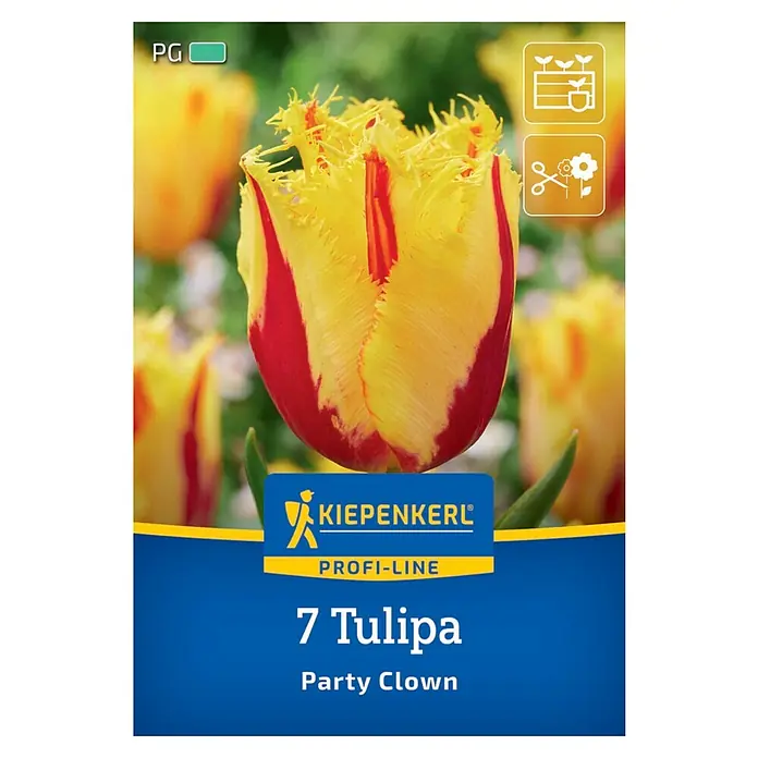 Kiepenkerl Profi-Line Blumenzwiebeln Tulpe - Tulipa x Hybrida `Party Clown`, 7 Stk. - Produktbild der Tulpe 'Party Clown' von Kiepenkerl Profi-Line, eine gelb-rote, gefüllte und gefranste Tulpensorte.