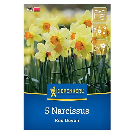 Kiepenkerl  Blumenzwiebeln Narzisse