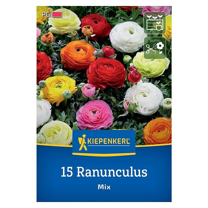 Kiepenkerl Blumenzwiebeln Ranunkel Mischung - Ranunculus asiaticus, 15 Stk. - Verpackung mit 15 Ranunkeln in verschiedenen Farben von Kiepenkerl. Ideal für Beet und Vase mit einer schönen, vielfältigen Mischung.