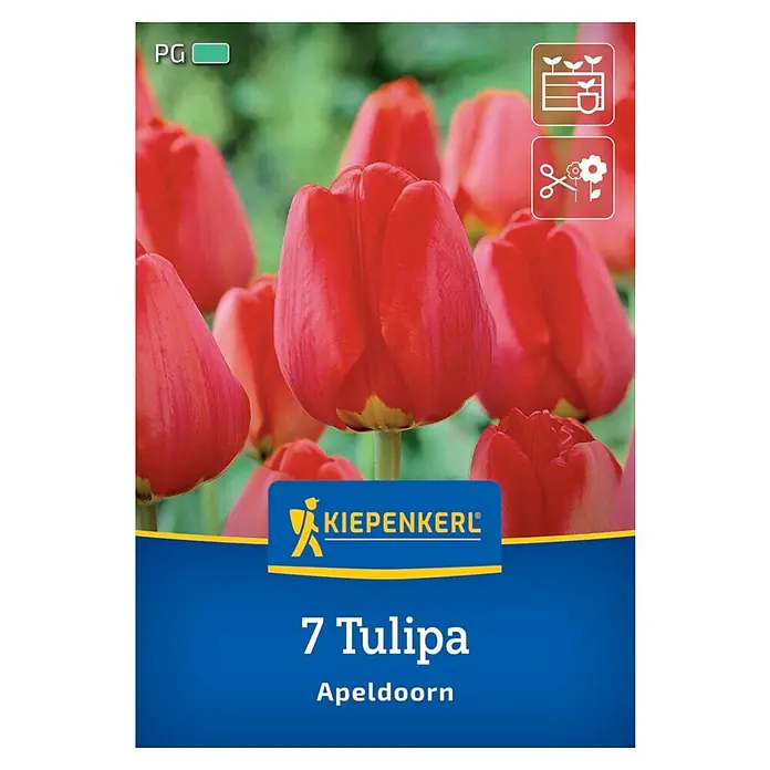 Kiepenkerl Blumenzwiebeln Tulpe - Tulipa x Hybrida 'Apeldoorn', 7 Stk. - Packung mit 7 "Apeldoorn" Tulpen, ideal zum Anpflanzen im Garten oder in Töpfen, mit leuchtend roten Blüten für farbenfrohe Akzente.