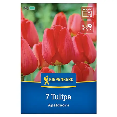 Kiepenkerl  Blumenzwiebeln Tulpe