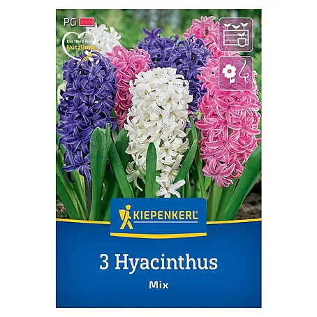 Kiepenkerl  Blumenzwiebeln Hyazinthen-Mix
