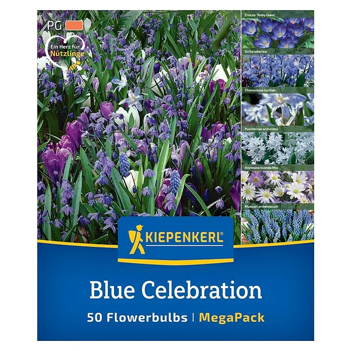 Kiepenkerl Blumenzwiebeln Mega-Pack - Blue Celebration, 50 Stk. - Bild einer "Blue Celebration" Blumenzwiebelmischung von Kiepenkerl, ideal für eine blaue Blütenpracht im Garten.
