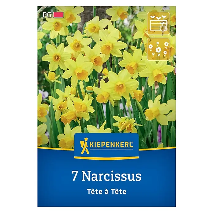 Kiepenkerl Blumenzwiebeln Narzisse - Narcissus cyclamineus Tête à Tête, 7 Stk. - Eine Packung Narzissenzwiebeln der Sorte Tête à Tête von Kiepenkerl. Sieben Zwiebeln für eine frühlingshafte Blütenpracht im Garten.