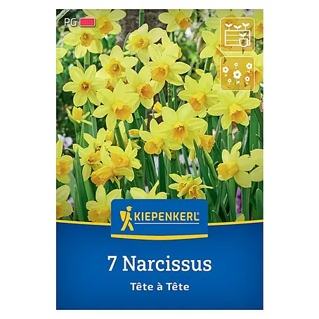 Kiepenkerl  Blumenzwiebeln Narzisse