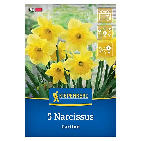 Kiepenkerl  Blumenzwiebeln Narzisse