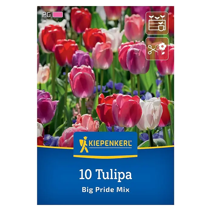 Kiepenkerl Blumenzwiebeln Tulpenmischung - Tulipa x Hybrida 'Big Pride' Mischung, 10 Stk. - Abbildung von "10 Tulipa Big Pride Mix" von Kiepenkerl. Eine Mischung aus Tulpen in leuchtenden Farben wie Rot, Rosa, Lila und Weiß.